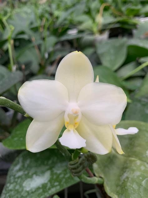 phalaenopsis tzu chiang chrisna